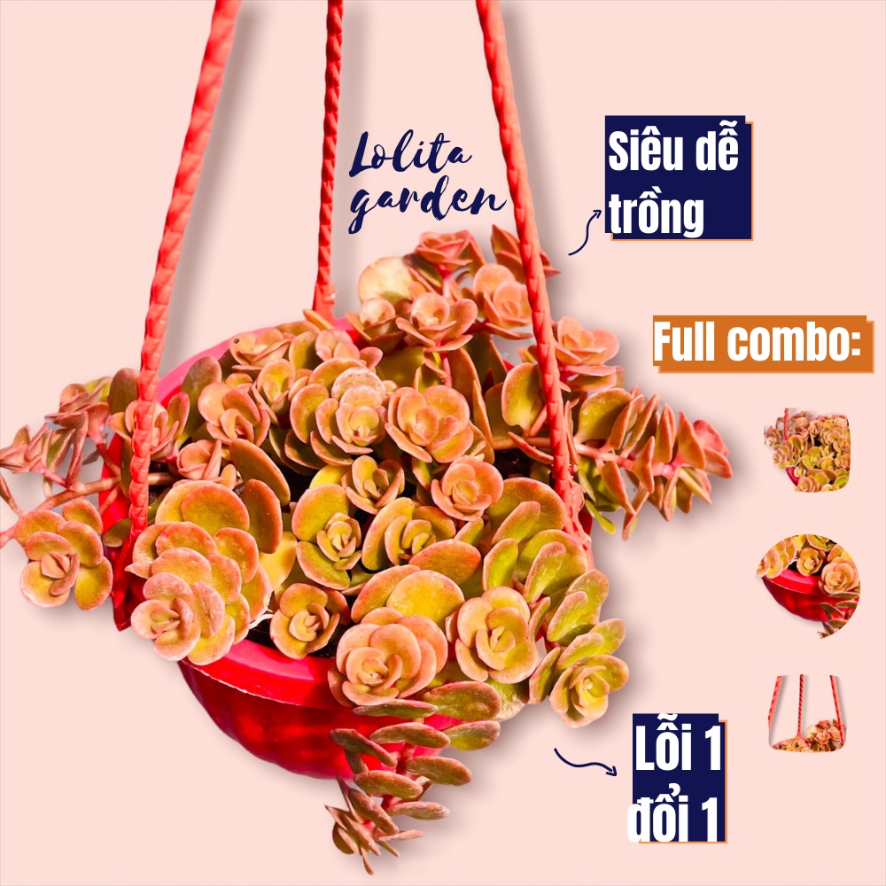 Sen đá sedum vảy cá chép chậu treo Đà Lạt size trung bình cây cảnh trang trí nhà cửa Lolita garden