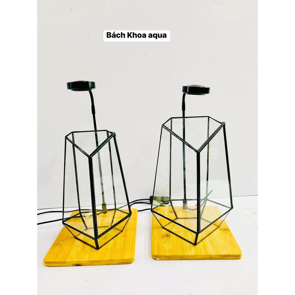 Bể kính bán cạn Terrarium đa giác siêu đẹp