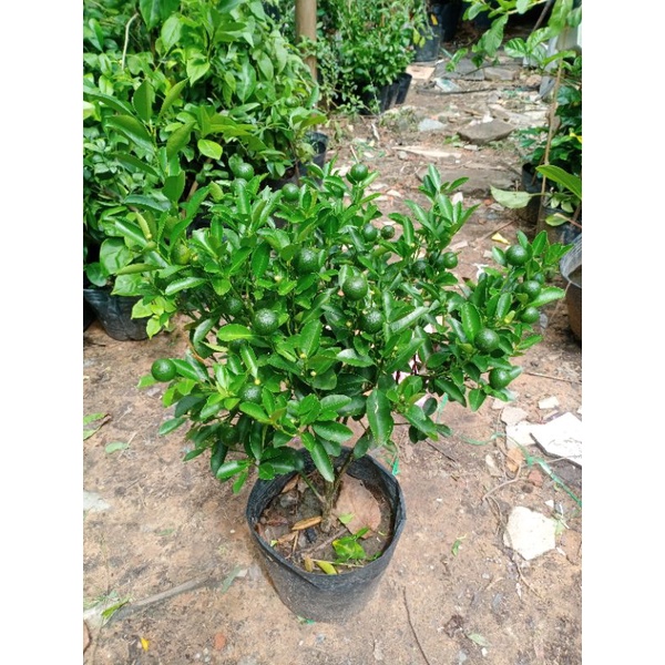 Cây tắc, cây hạnh sẵn trái khỏe mạnh cao 40-60cm