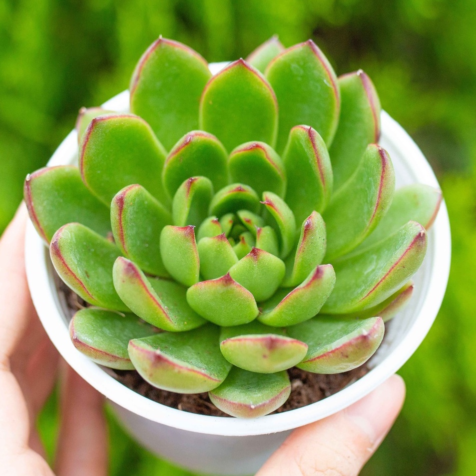 Sen đá viền lửa cỡ vừa 9-11cm - Vườn sen đá