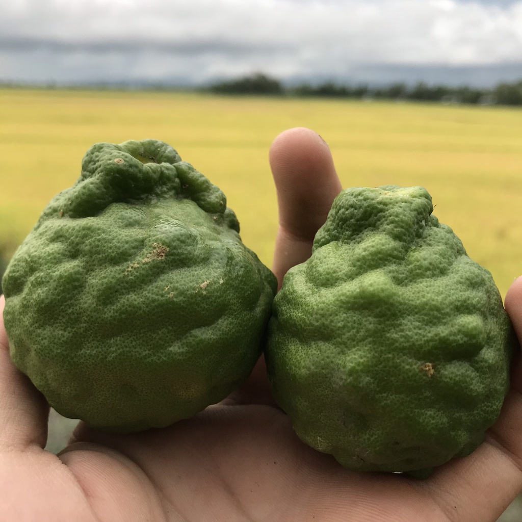 Lá Chúc   ở An Giang dùng nấu gà 50g