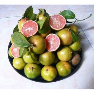 Cây giống chanh đào