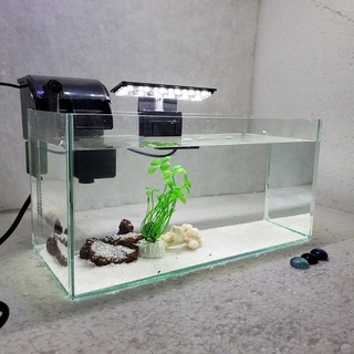Bể cá mini Bể cá mini cubic