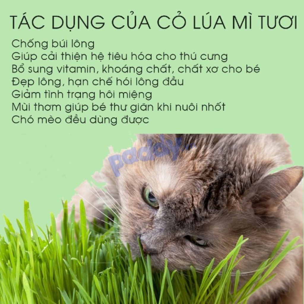 Cỏ Mèo Tươi Trồng Sẵn - Cỏ Lúa Mạch - Hỗ Trợ Tiêu Búi Lông, Bổ xung chất xơ, Cải Thiện Tiêu Hóa - AKI PET