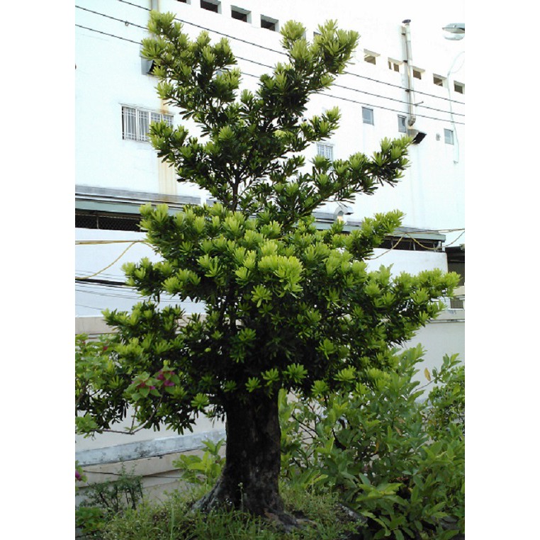 BẦU CÂY GIỐNG TÙNG KIM CƯƠNG