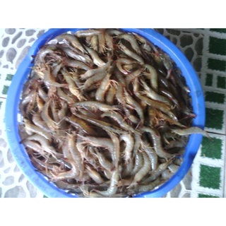 500g Tôm đất khô