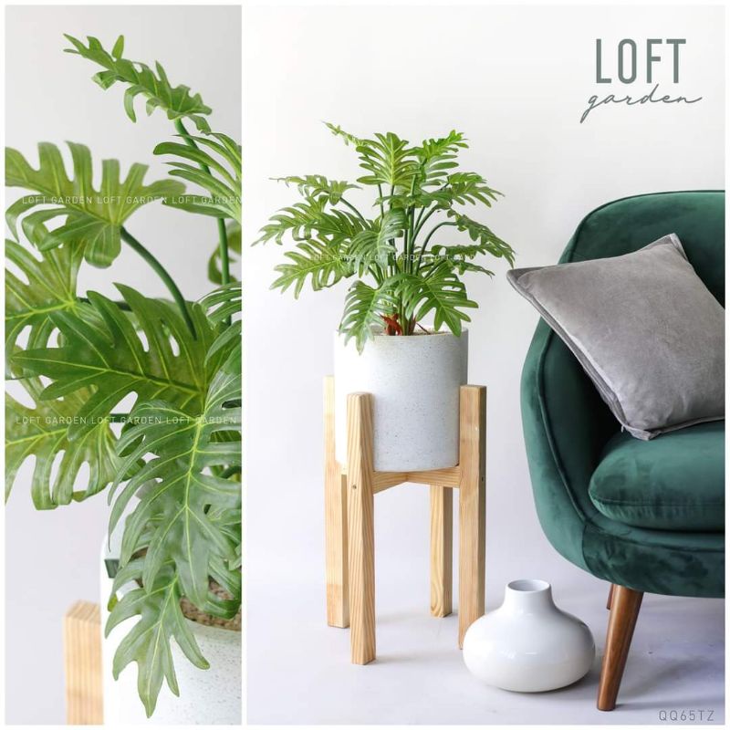 Cây giả Cây Trầu Bà- Trầu Bà Thanh Xuân - cây lá rùa phong thủy cao 70cm _trang trí nhà cửa