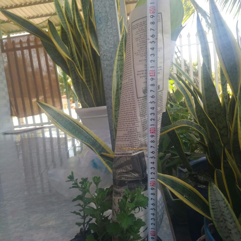 Cây đại phú gia50cm