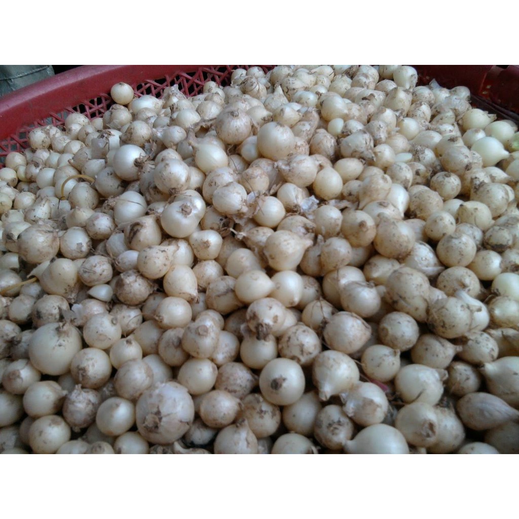 Loại 1 - Củ nén (hành tăm) miền trung 100g dùng thử