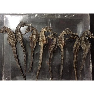 CÁ NGỰA (1 CẶP SIZE LỚN)