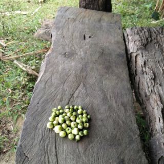 Hoa trà cổ thụ khô (500g)