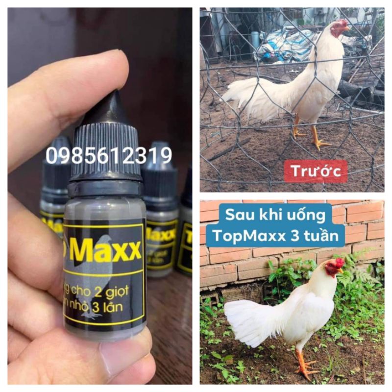 Top Maxx hiếu chiến ,cự mạnh điều trị gà lỏn lẻn