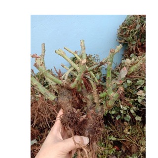 Combo 10 gốc hồng ngoại