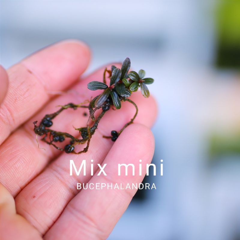 Bucep mix mini | Cây thủy sinh | Hàng ngọn | lá cạn