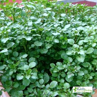 1g Hạt giống Xà lách xoong XTRA