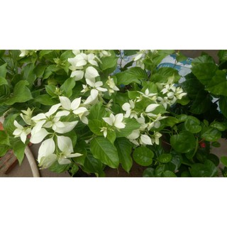 Cây hoa bướm bạc ( đang hoa )