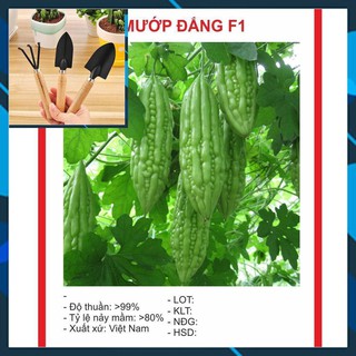 Hạt Giông Mướp Đắng 10 Hạt TẶNG BỘ LÀM VƯƠN MINI