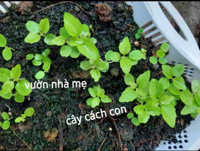 50 Hạt cây lá cách tặng kích rễ