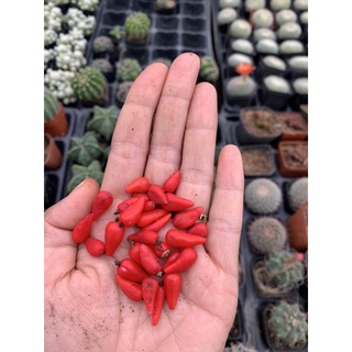 10 trái hạt xương rồng mami cúc nâu
