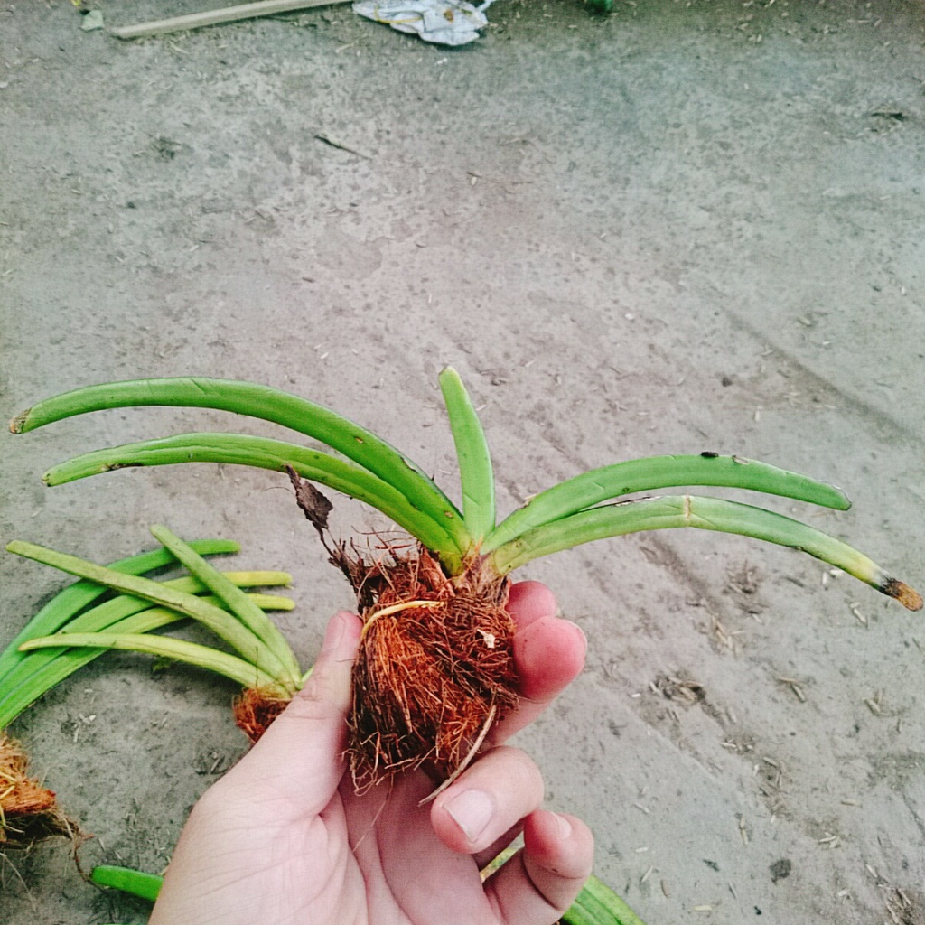 Lan Đuôi Chồn - cây cảnh đẹp - caykiengsadec