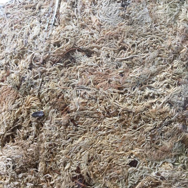 Dớn Mềm Chile dùng trồng lan, bó bâu, chiết cây 1 gói 100gr