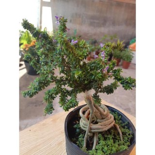 linh sam ghép gốc siêu bông độc quyền