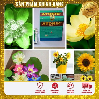 -15 % COMBO 05 HẠT SEN MINI + 01 GÓI HƯỚNG DƯƠNG LÙN + 1 KÍCH MẦM