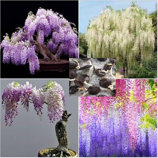 Hạt giống hoa tử đằng mix màu gói 5 hạt (TẶNG gói kích thích hạt nảy mầm)