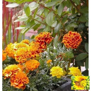 HẠT GIỐNG CÚC VẠN THỌ ONG LỬA gói 50 hạt