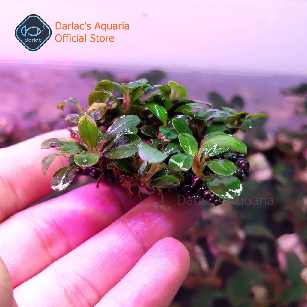 Thanh bucep thủy sinh đã ra lá nước - Cây thủy sinh bucep - Darlac's Aquaria Bucephalandra