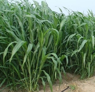 HẠT GIỐNG CỎ SUDAN 500gr