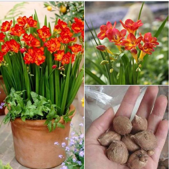 Củ giống hoa lan nam phi hoa màu đỏ ( 1 củ kèm viên nén xơ dừa ươm củ ) - STHG2