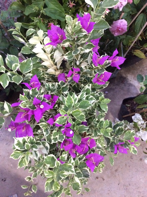 Cây hoa giấy Mỹ