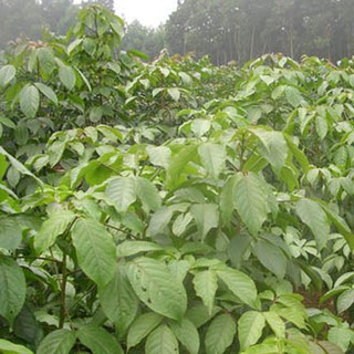 cây nhội giống (cây cơm nguội vàng giống)