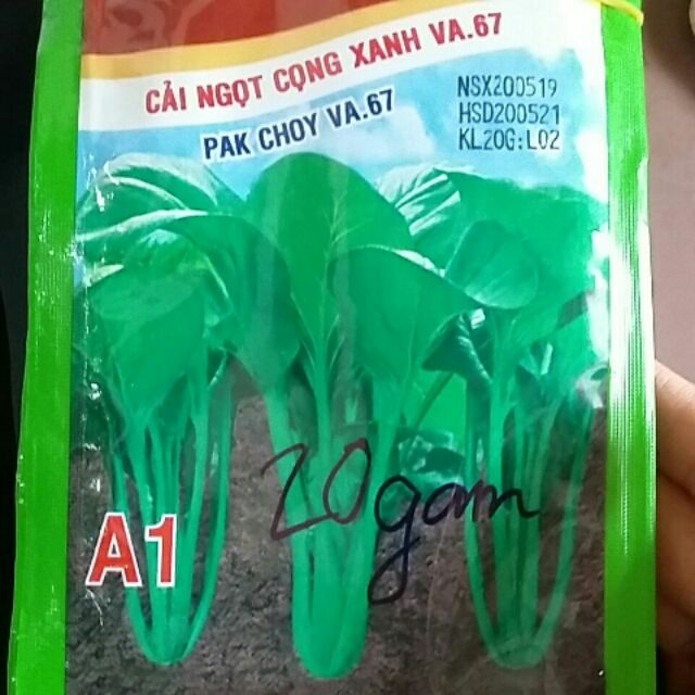 Cải ngọt cọng xanh