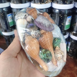 Vỏ sò vỏ ốc biển 1 giỏ cực đẹp