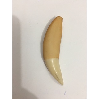 Nanh hổ giả N02