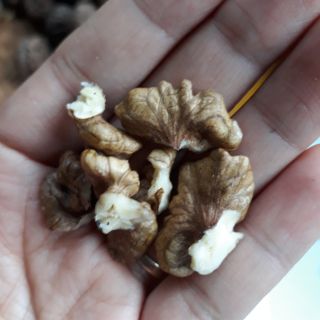 Óc chó Tây Bắc