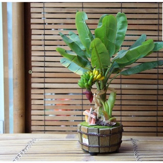 CÂY GIỐNG CHUỐI CẢNH MINI  - (TRỒNG CHẬU LÀM TIỂU CẢNH TRONG NHÀ )