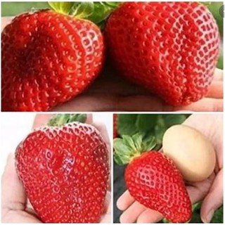Hạt giống Dâu Tây Khổng lồ chịu nhiệt siêu quả dễ trồng