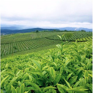 Trà Oolong 201 - Túi 200Gr