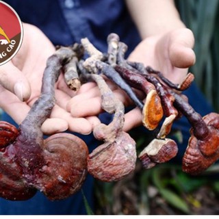 Nấm lim xanh rừng tự nhiên 500g