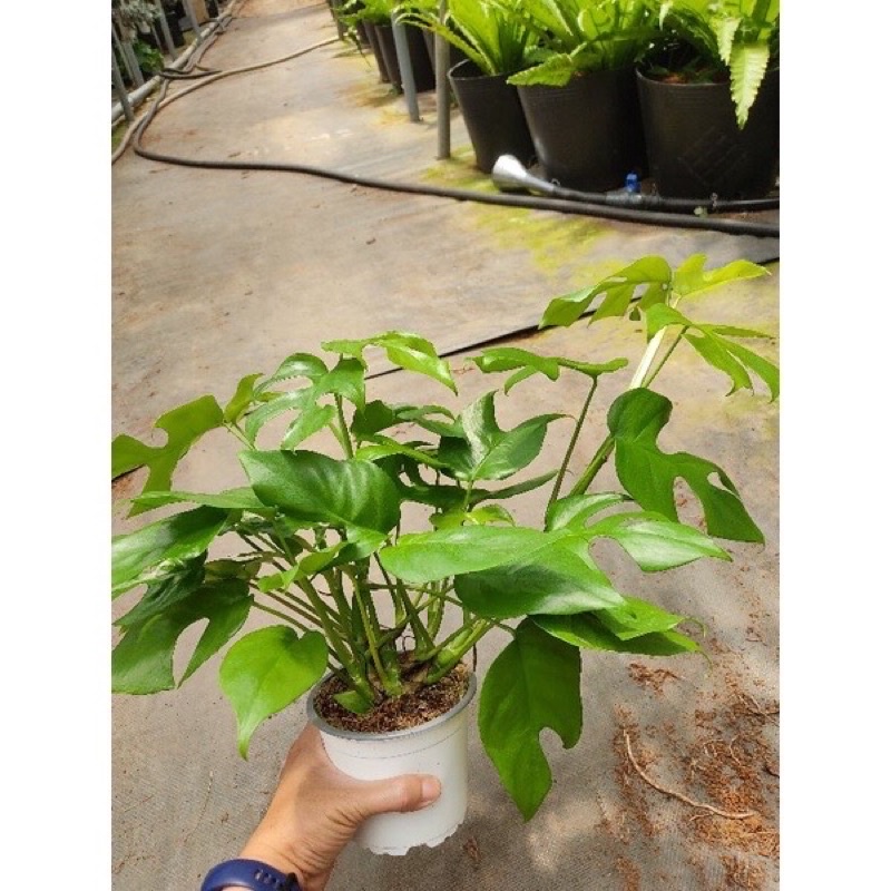 Chậu Trầu Bà Nam Mỹ sz trung, gốc 3-4 thân, rễ khiet,sum xuê