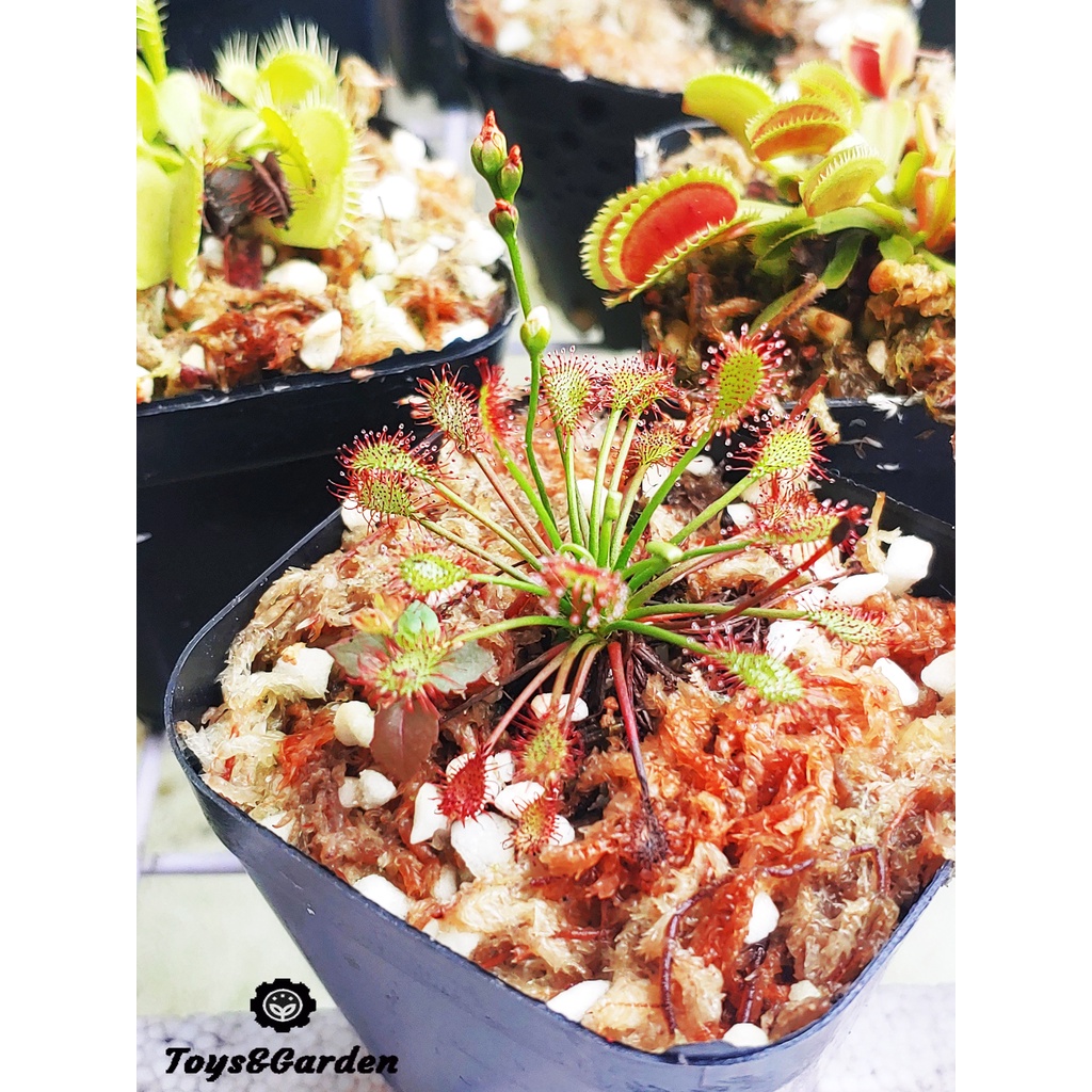 Cây Bắt Mồi, Cây Gọng Vó Drosera Intermedia , Cây Ăn Thịt Ruồi Muỗi Kiến Ra Hoa Và Hạt Dễ Trồng Nhân Giống