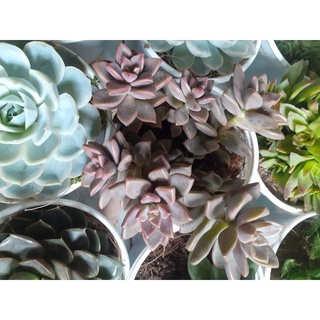 Sen đá đá nâu đỏ sz chậu trung cây cảnh