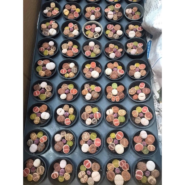 SEN THẠCH LAN, SEN ĐÁ  MÔNG SIÊU CUTE, LITHOPS NHIỀU MÀU SẮC