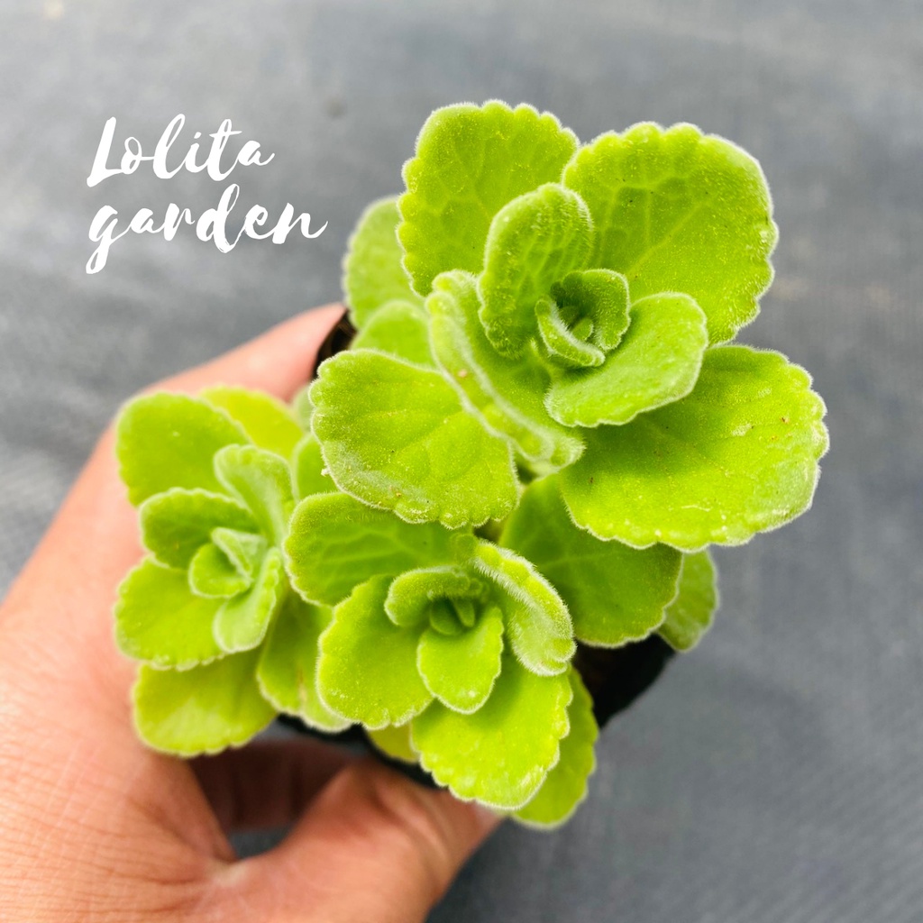 Sen thơm nhất mạt hương Đà Lạt size bé cây cảnh trang trí nhà cửa Lolita garden