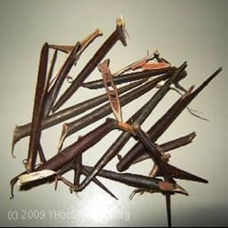 Gai Bồ Kết 500g