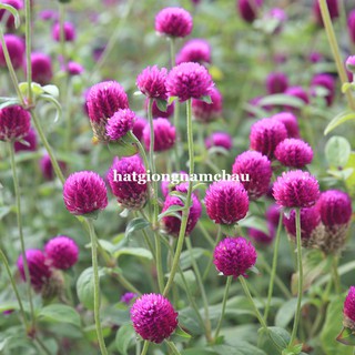 2 GRAM - HẠT GIỐNG CÚC NÚT ÁO TÍM