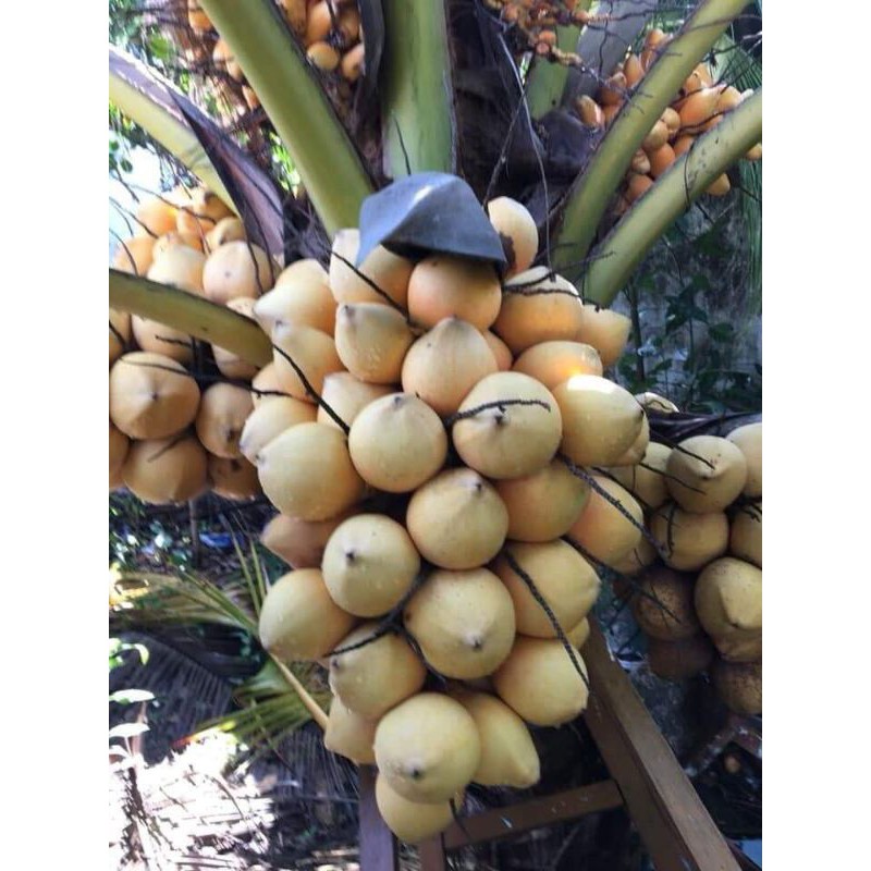 Cây dừa vàng